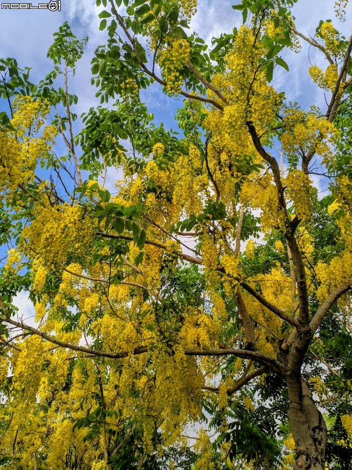 阿勃勒 台南市仁德區台南都會公園 05/31