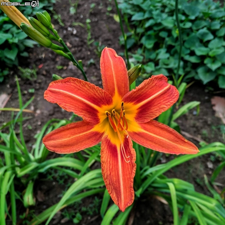 鳳凰花 台南市安平區 05/05