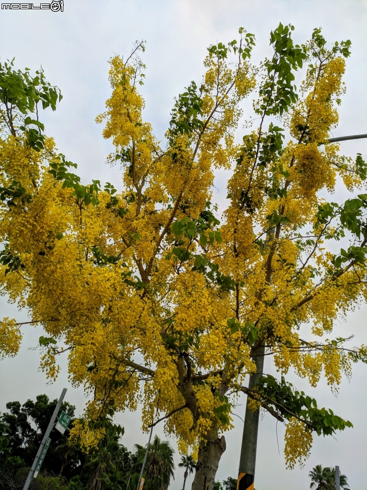 布袋蓮 台南市仁德區港尾溝溪滯洪池 05/01