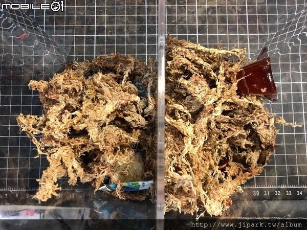 點我看大圖 雞冠細身赤鍬形蟲的繁殖與飼養-(Cyclommatus mniszechi )
