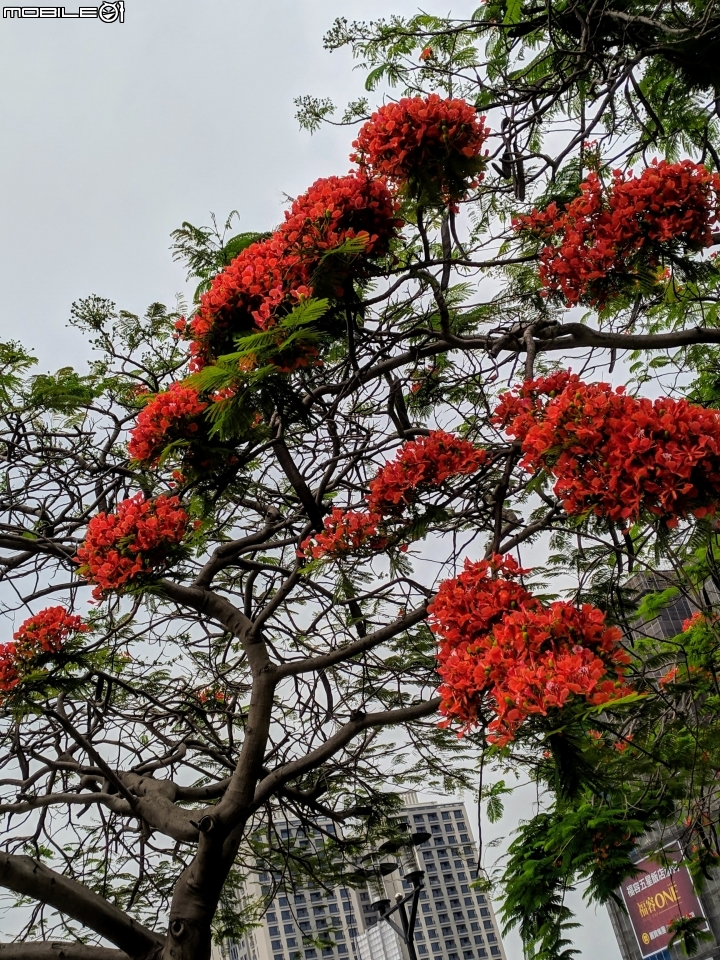 鳳凰花 台南市安平區 05/05