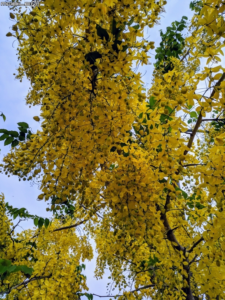 布袋蓮 台南市仁德區港尾溝溪滯洪池 05/01