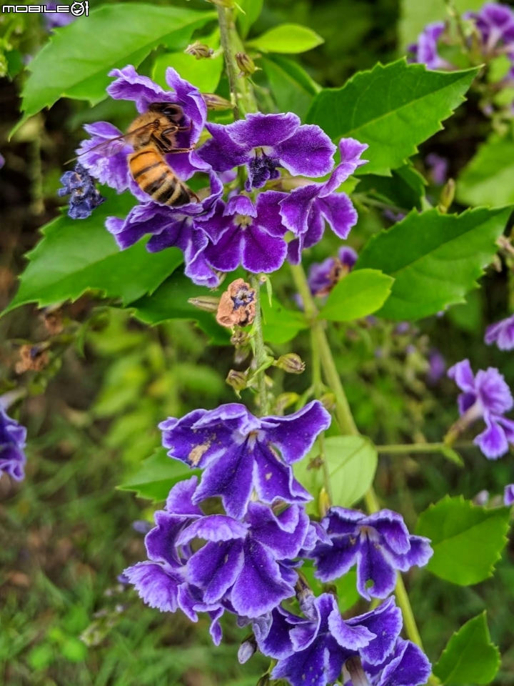 白茅+蕾絲金露花 嘉義市西區二二八國家紀念公園 05/24