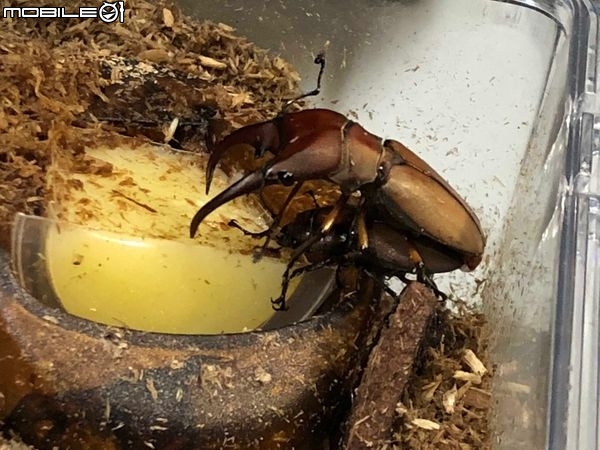 點我看大圖 雞冠細身赤鍬形蟲的繁殖與飼養-(Cyclommatus mniszechi )