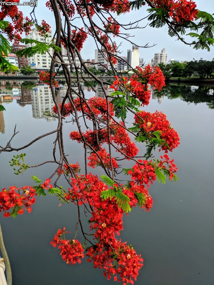 鳳凰花 台南市安平區 05/05