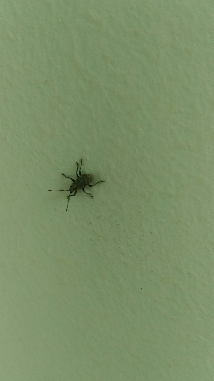什麼蟲?