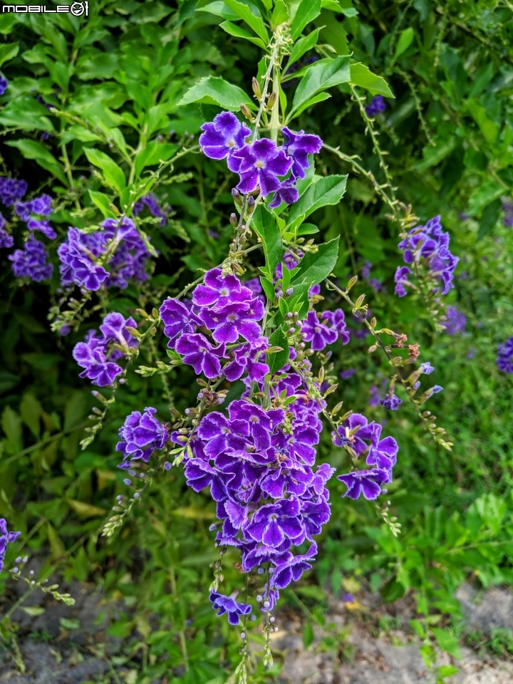 白茅+蕾絲金露花 嘉義市西區二二八國家紀念公園 05/24
