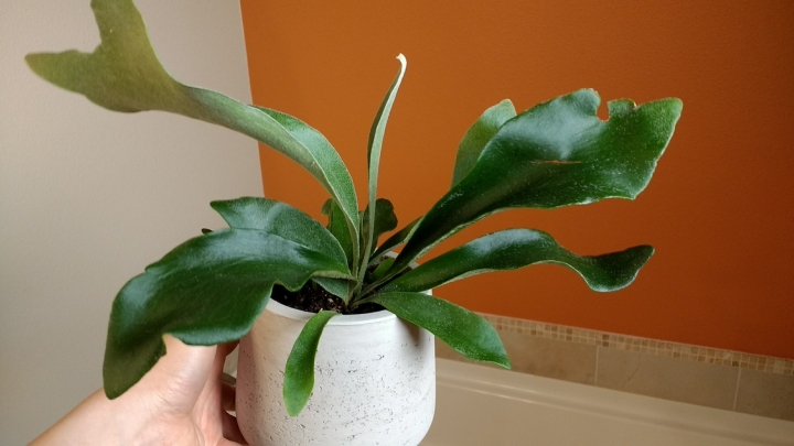 熱帶植物 \ 多肉 \ 仙人掌分享
