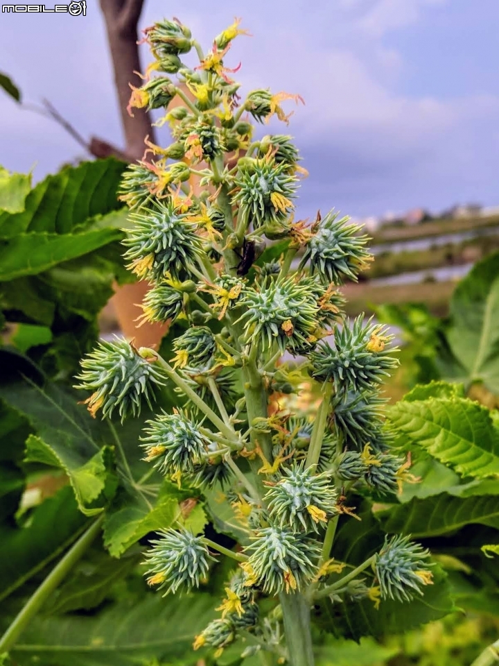 潺槁樹 台南市安平區湖濱水鳥公園 05/19