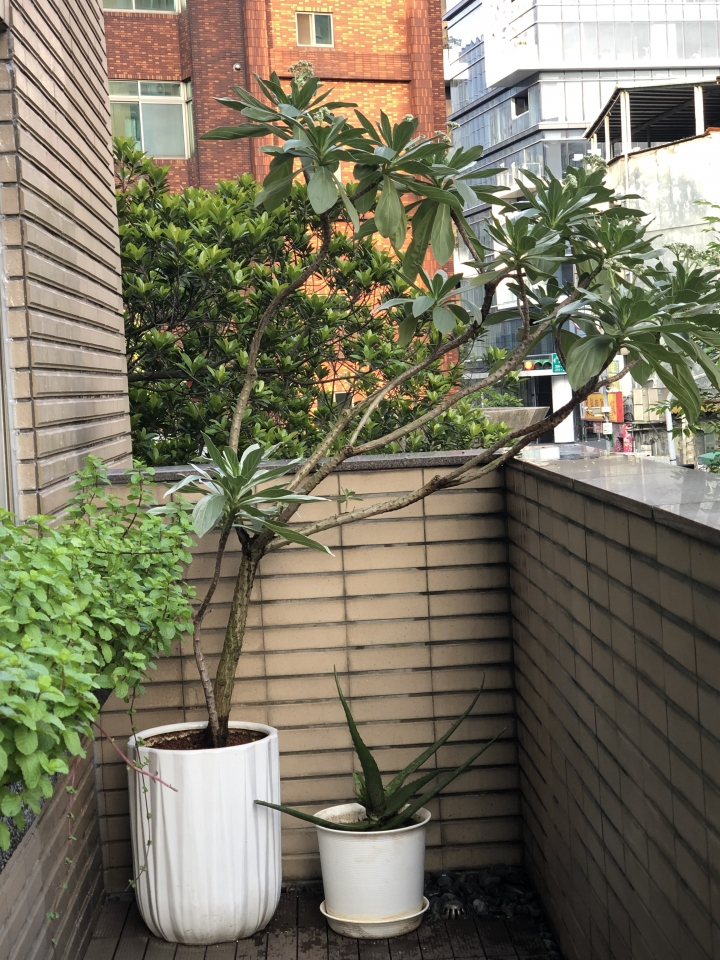 白水木開花及施肥問題