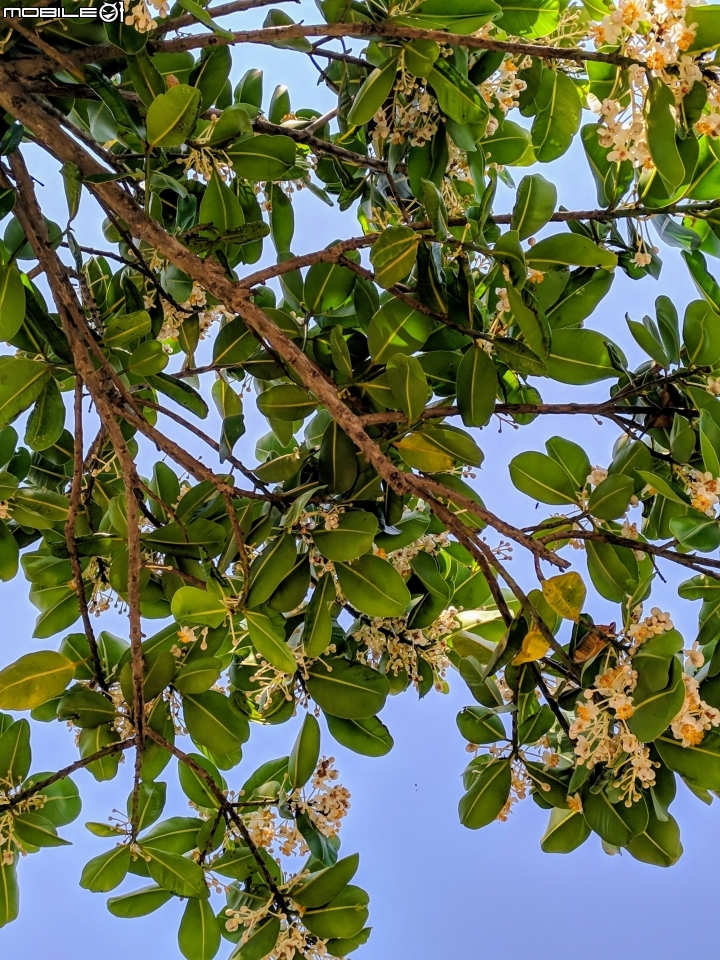 瓊崖海棠 台南市安平區湖濱水鳥公園 05/12