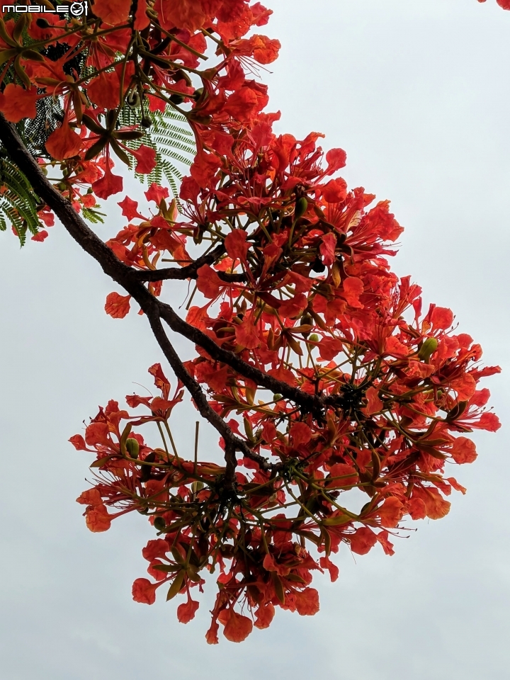 鳳凰花 台南市安平區 05/05