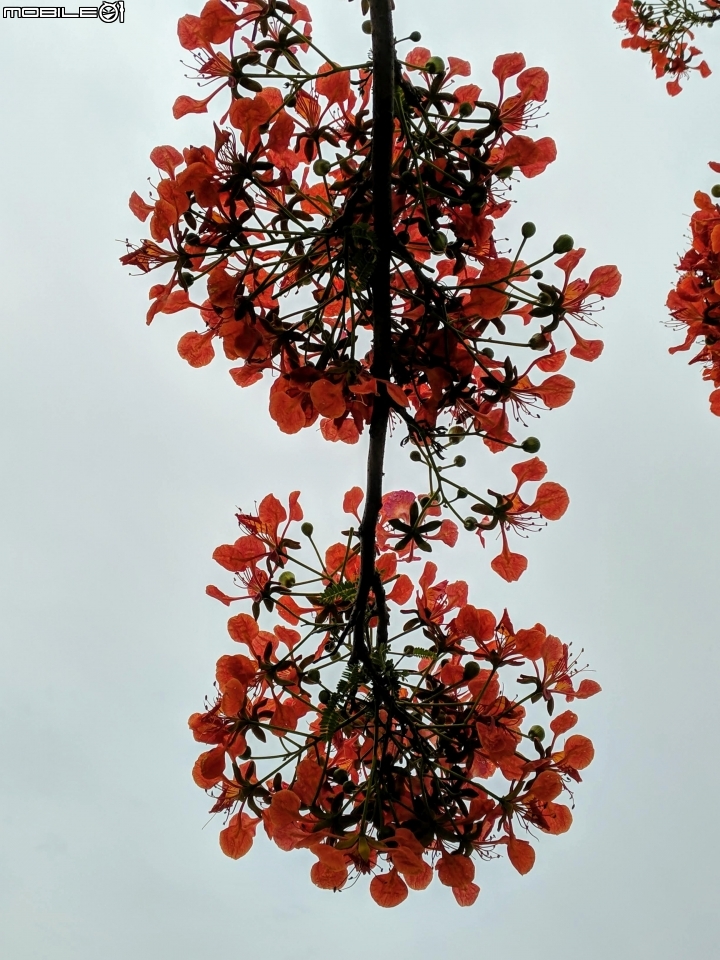 鳳凰花 台南市安平區 05/05