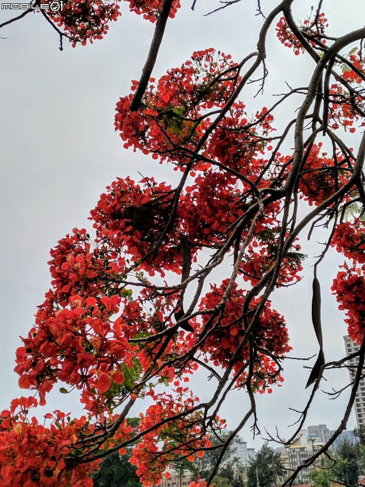鳳凰花 台南市安平區 05/05