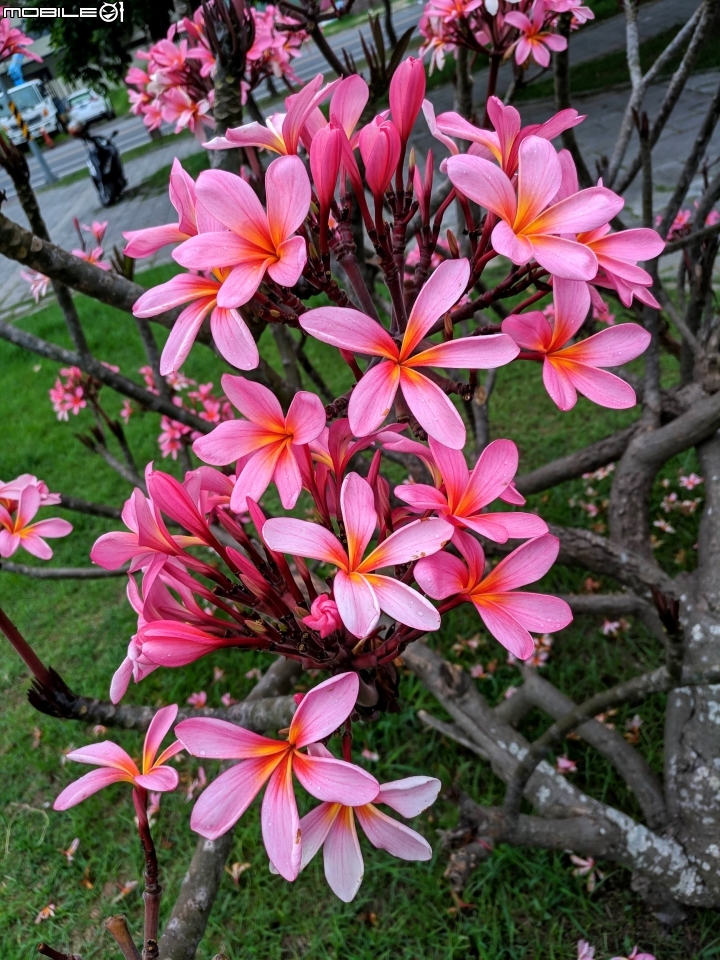 鳳凰花 台南市安平區 05/05