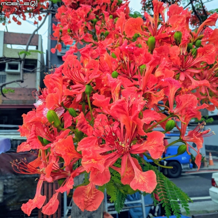 鳳凰花 台南市安平區 05/05