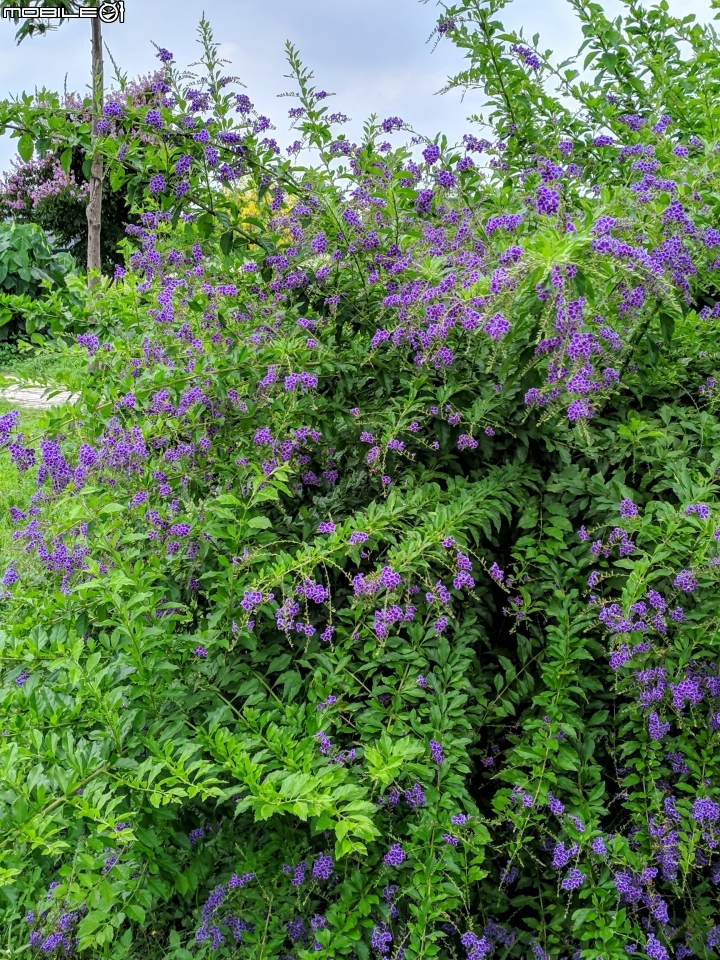 白茅+蕾絲金露花 嘉義市西區二二八國家紀念公園 05/24
