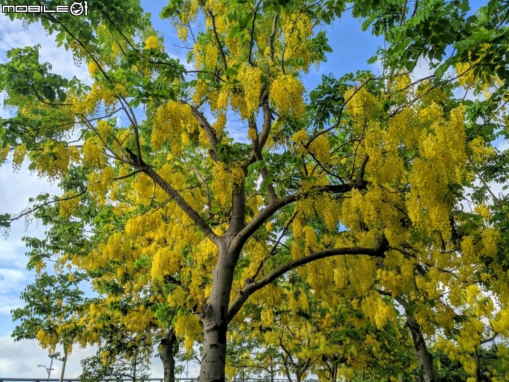 阿勃勒 台南市仁德區台南都會公園 05/31