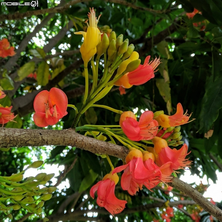 鳳凰花 台南市安平區 05/05