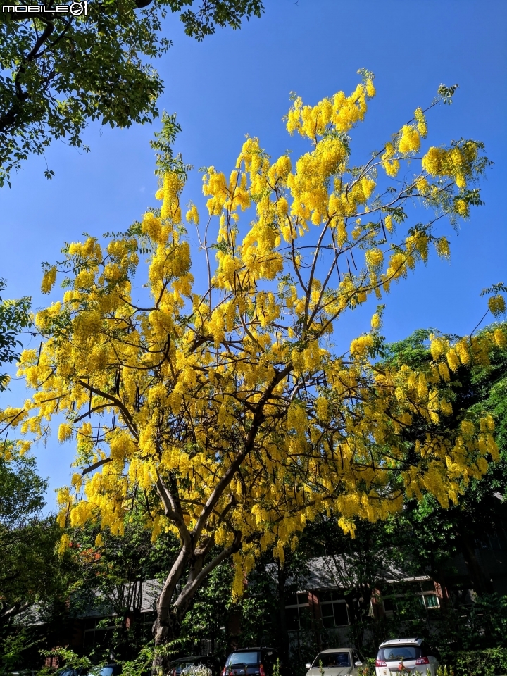 阿勃勒 台南市仁德區台南都會公園 05/31