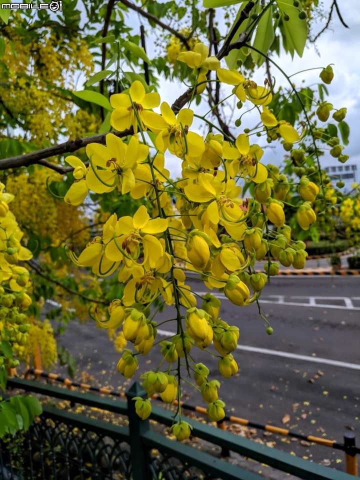 潺槁樹 台南市安平區湖濱水鳥公園 05/19