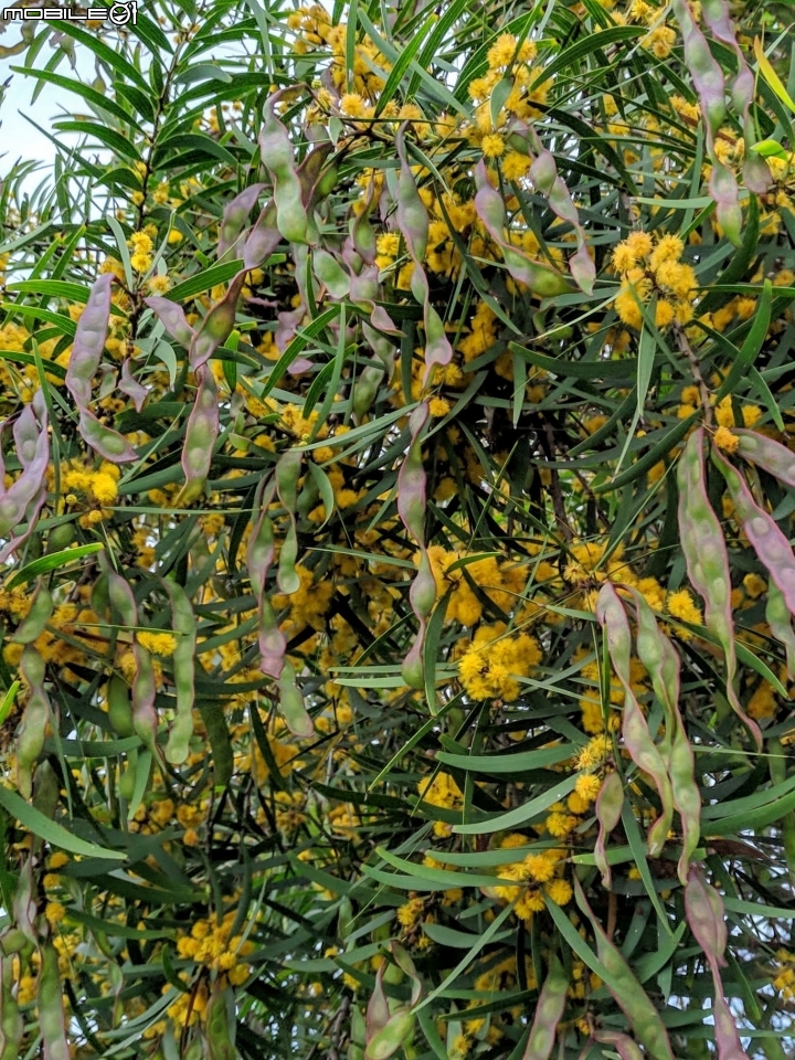 潺槁樹 台南市安平區湖濱水鳥公園 05/19