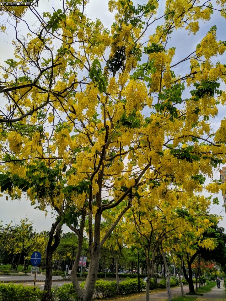 阿勃勒 台南市東區林森路二段 05/26