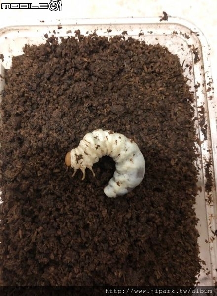 點我看大圖 雞冠細身赤鍬形蟲的繁殖與飼養-(Cyclommatus mniszechi )