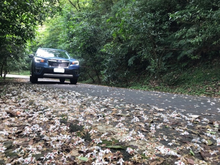 開著Forester上山追油桐花的簡單遊記分享