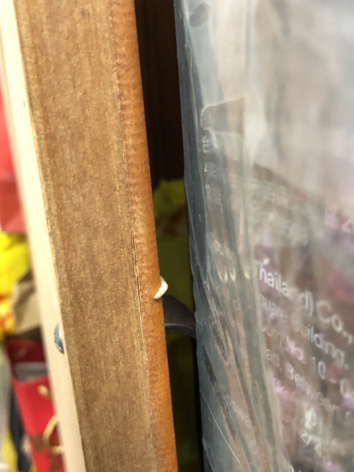 請問這是什麼蟲？