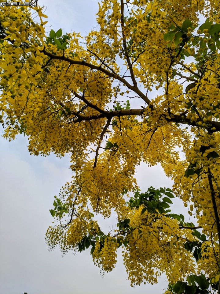 布袋蓮 台南市仁德區港尾溝溪滯洪池 05/01