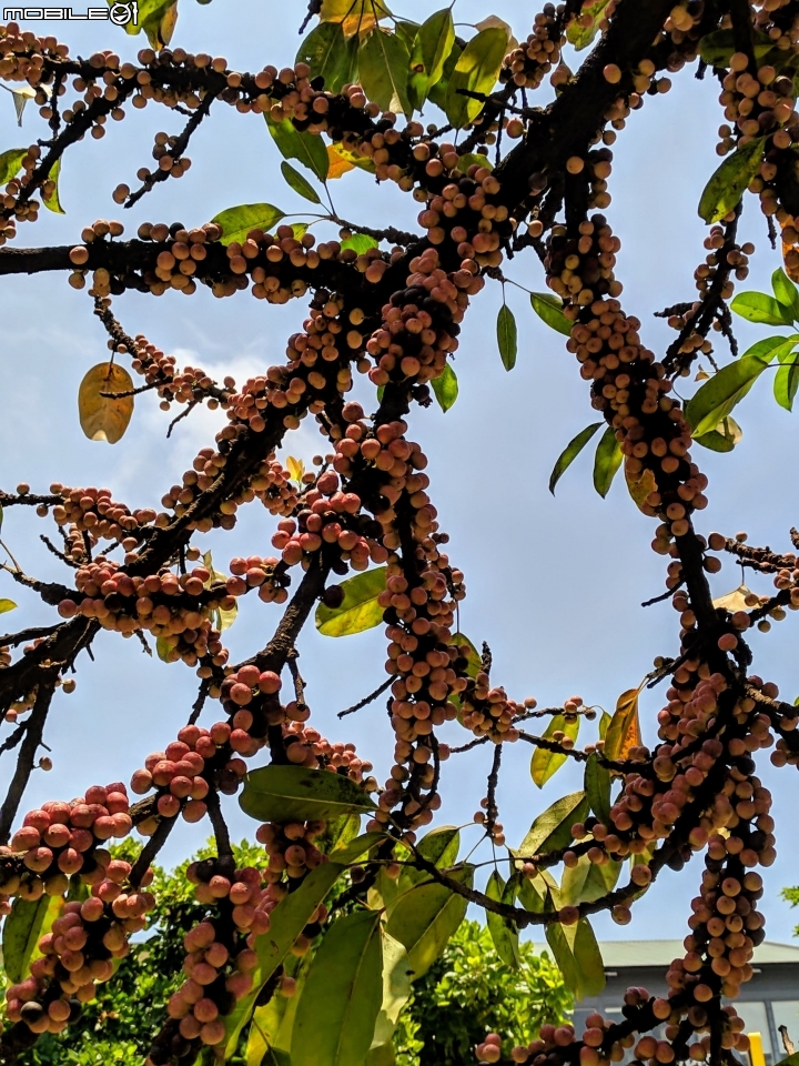 潺槁樹 台南市安平區湖濱水鳥公園 05/19