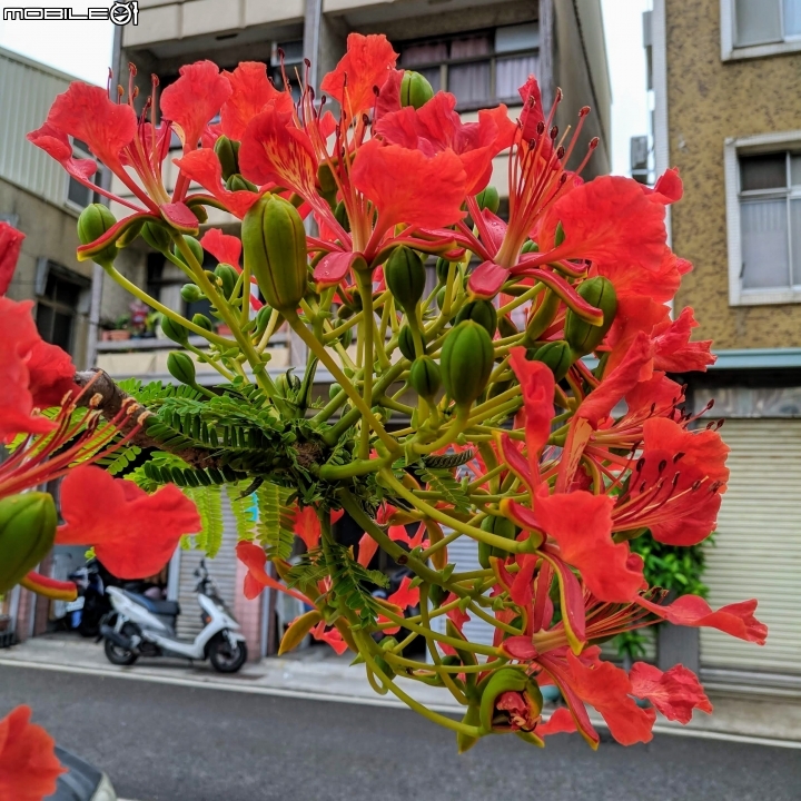 鳳凰花 台南市安平區 05/05
