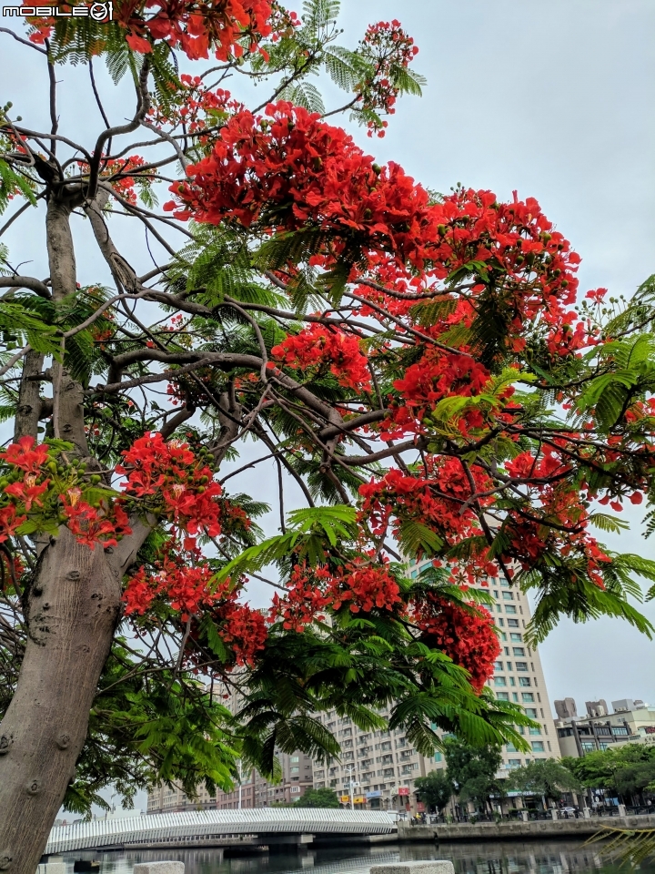 鳳凰花 台南市安平區 05/05