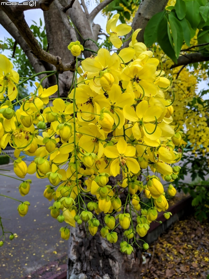 潺槁樹 台南市安平區湖濱水鳥公園 05/19