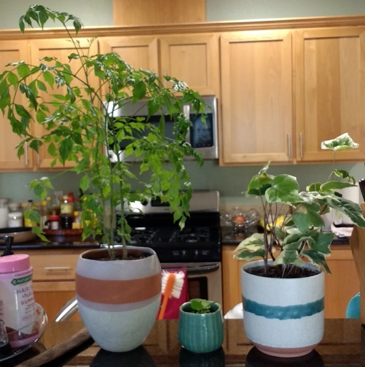 熱帶植物 \ 多肉 \ 仙人掌分享