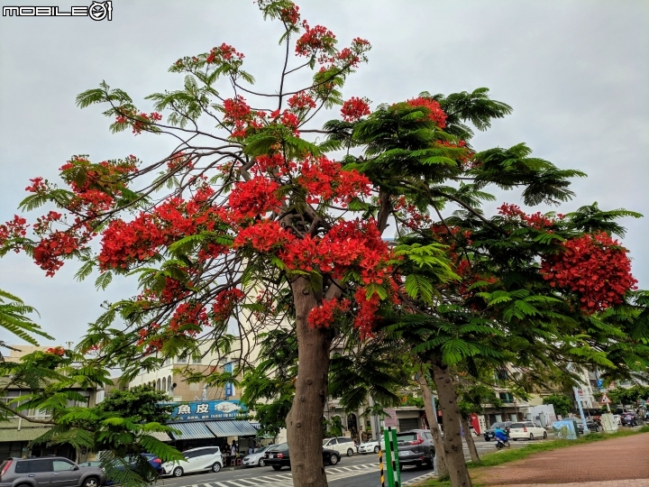 鳳凰花 台南市安平區 05/05