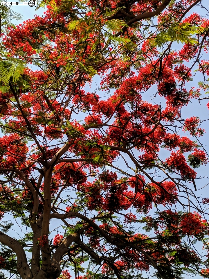 鳳凰花 台南市安平區 05/05