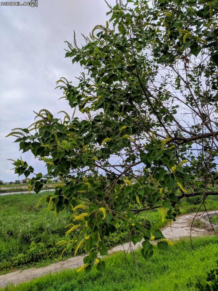 潺槁樹 台南市安平區湖濱水鳥公園 05/19