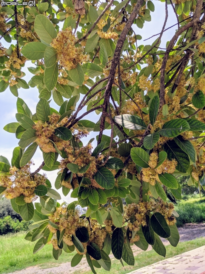 潺槁樹 台南市安平區湖濱水鳥公園 05/19