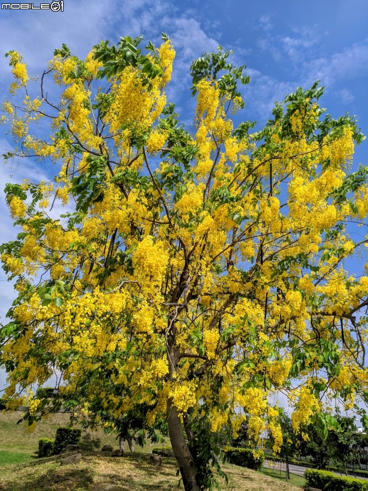 阿勃勒+紙莎草 高雄市岡山區岡山河堤公園 05/31