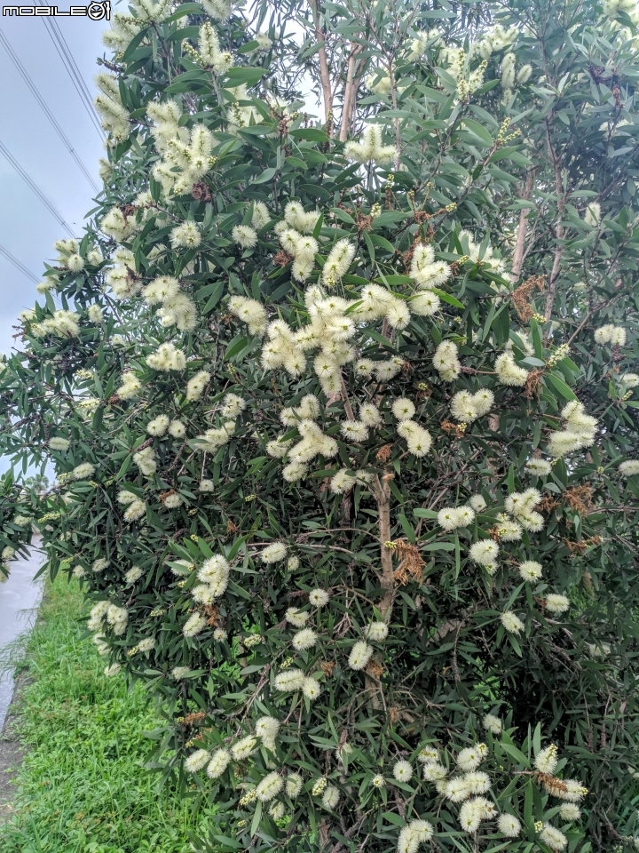 白千層+阿勃勒 高雄市路竹區路科十路 02/25
