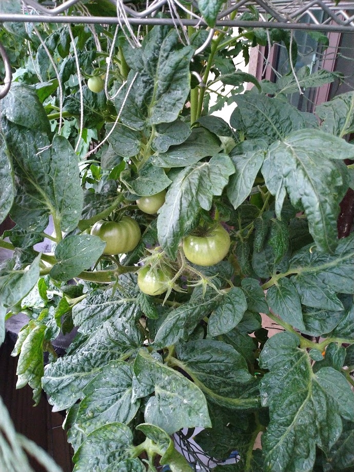 夏日陽台番茄