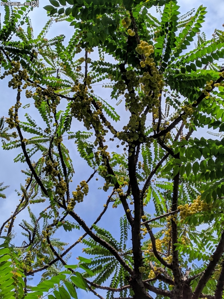 潺槁樹 台南市安平區湖濱水鳥公園 05/19