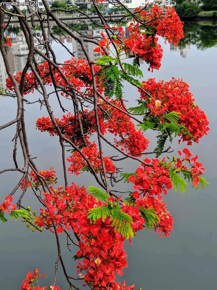 鳳凰花 台南市安平區 05/05