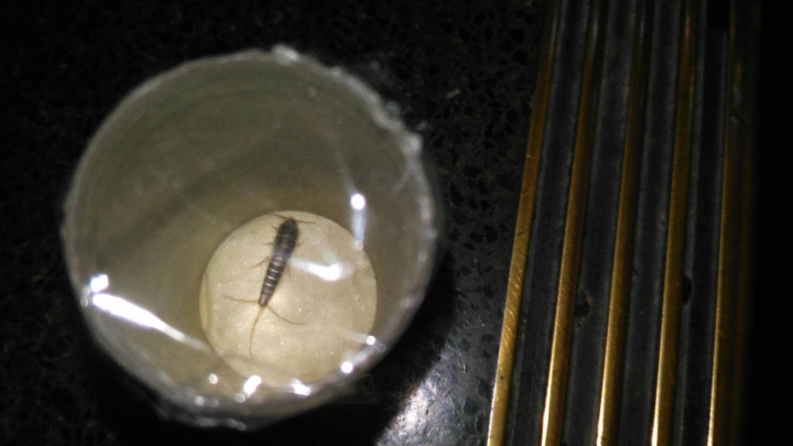 請問這是什麼？??