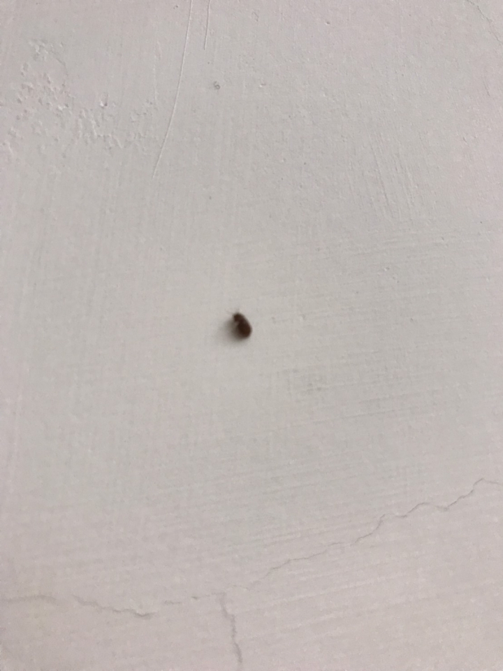 家裡突然出現大量不知名的蟲...