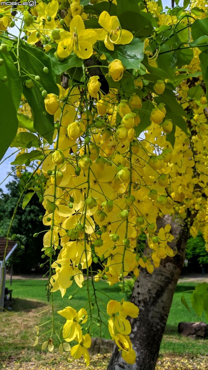 阿勃勒+紙莎草 高雄市岡山區岡山河堤公園 05/31