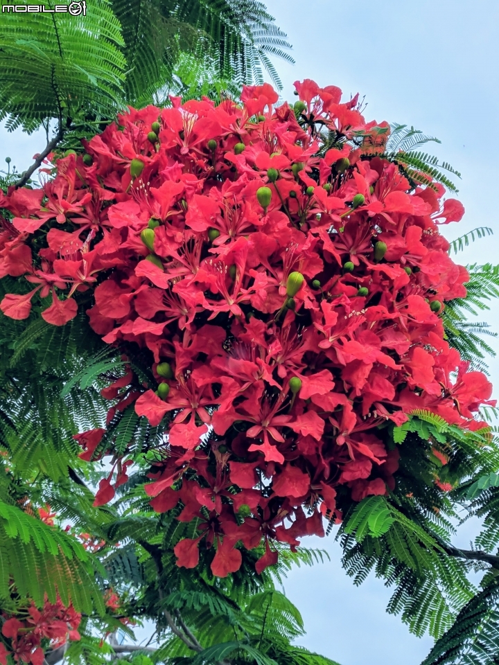鳳凰花 台南市安平區 05/05