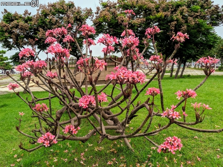 鳳凰花 台南市安平區 05/05